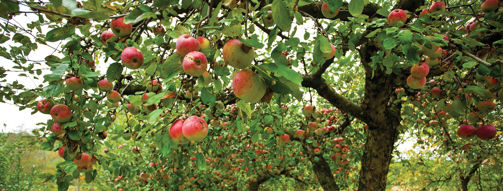 Ovocný sad